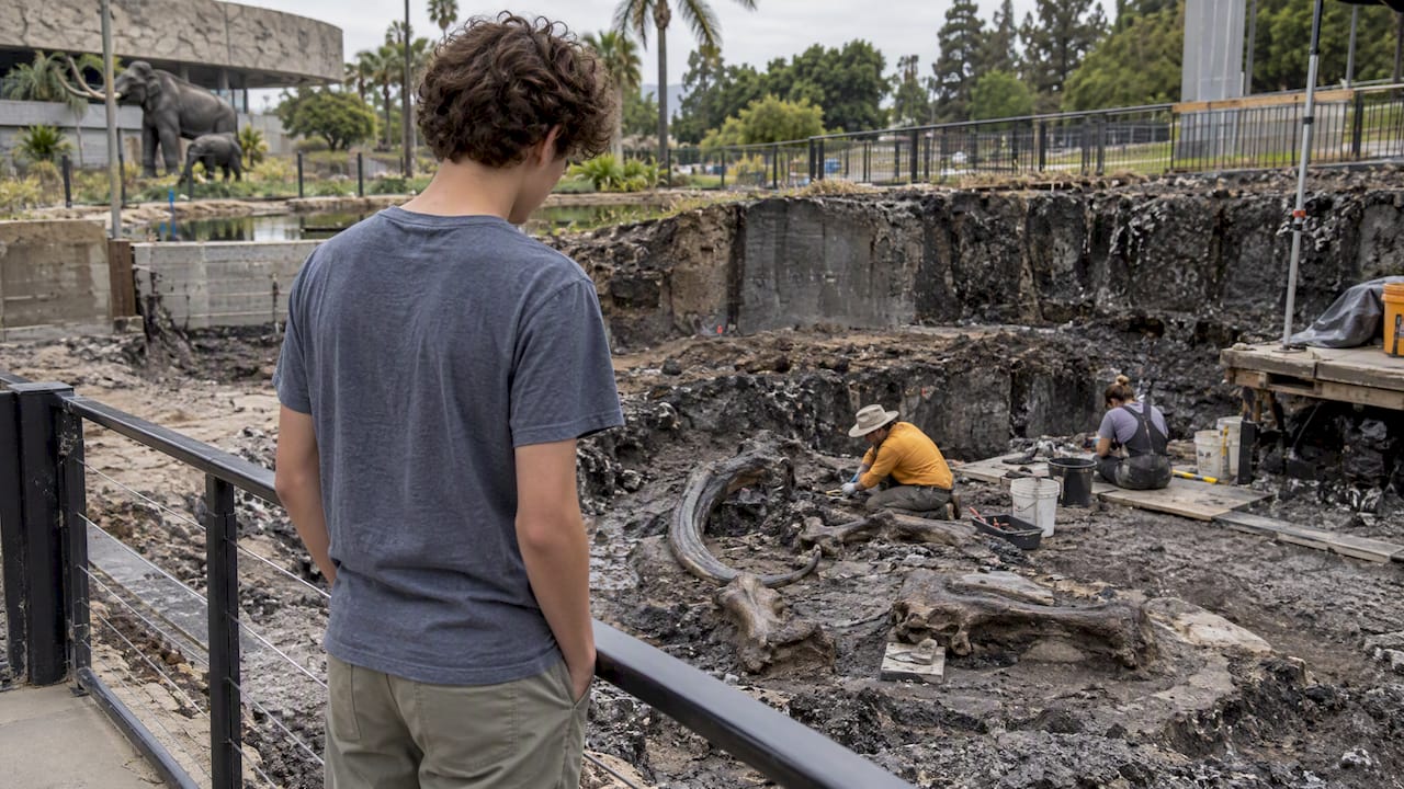 Teen observing an active La Brea excavation
